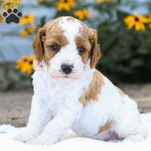 Conner F1B, Cavapoo Puppy